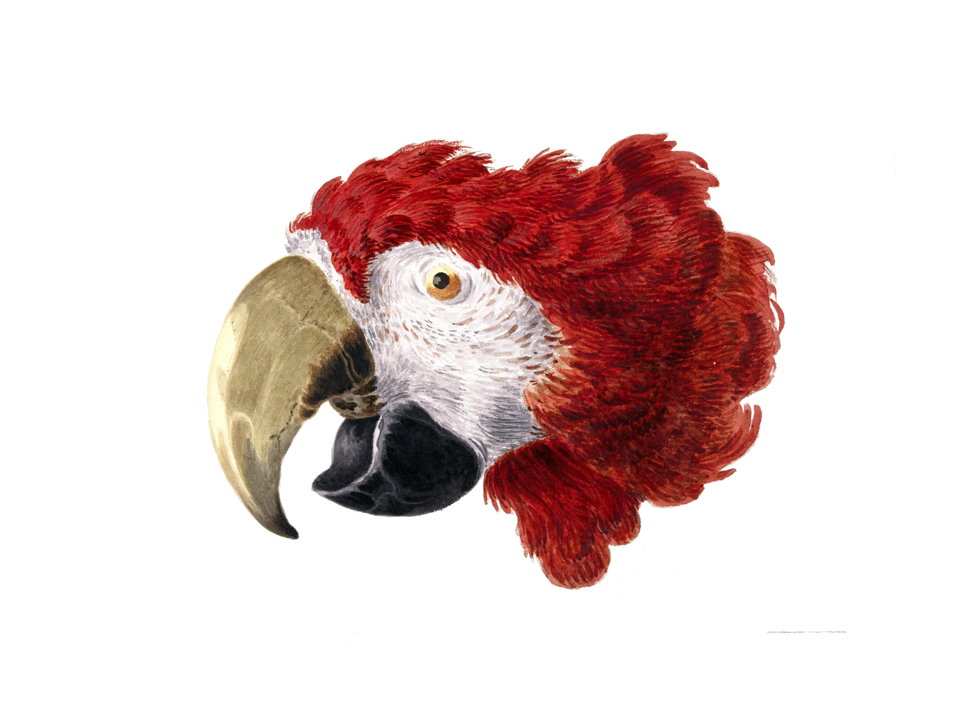 Papuga Ara Art Clipart
