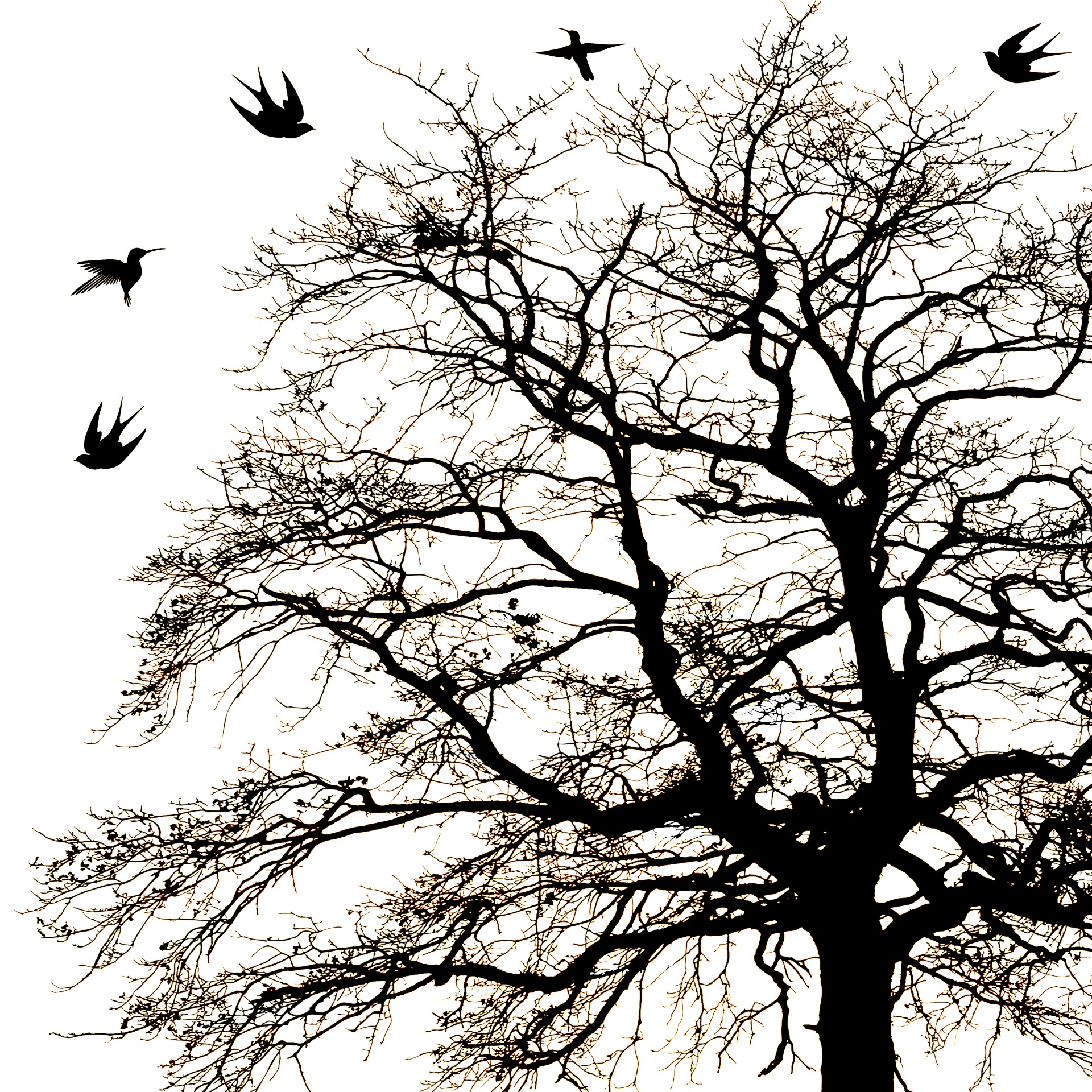 Tree And Birds Free Stock Photo - Public Domain Pictures