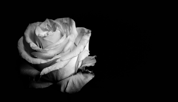 Black And White Photo, Rose, Bud Free Stock Photo - Public Domain Pictures