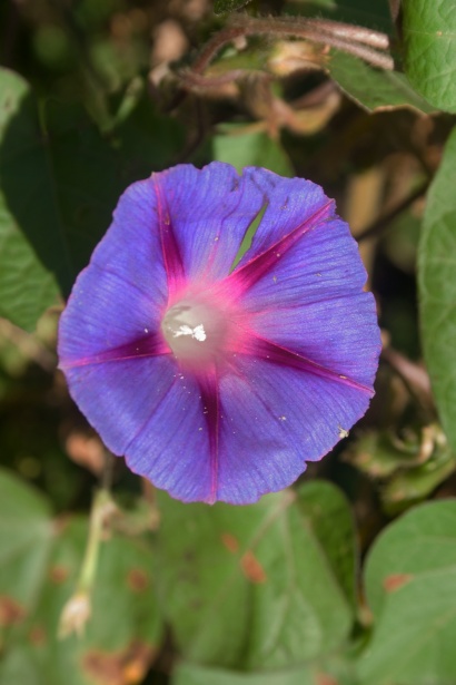 Light Purple Morning Glory Flower Free Stock Photo - Public Domain Pictures