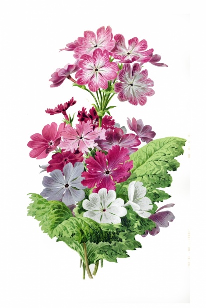 Primrose Flower Vintage Art Free Stock Photo - Public Domain Pictures