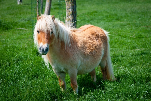 Onbevredigend Fantasierijk appel Shetlandpony, pony Gratis Stock Foto - Public Domain Pictures