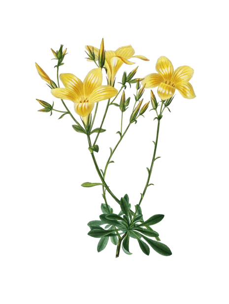 Ilustración vintage de flor amarilla Stock de Foto gratis - Public Domain  Pictures