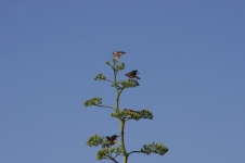 Agave Americana Baum mit Vogel
