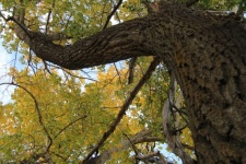 Alberta fekete nyárfa
