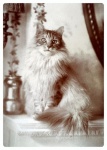 Fotografia antiga de gato de cabelo comp
