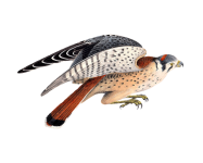American Sparrow Hawk