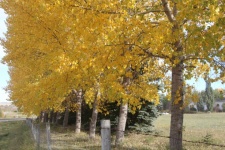 Culorile Toamnei Aspen Tree