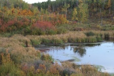 Autumn Colors in a marsh