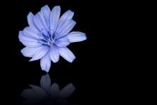 Blue flower, chicory