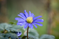 Fleur, anémone bleue