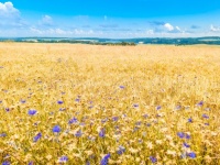 Синие и желтые полевые цветы
