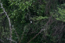 Blue kingfisher bird on a branch
