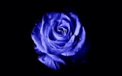 Rosa blu, bocciolo, rosa, blu, fiori