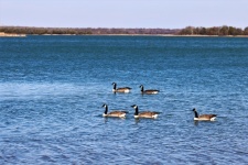 Kanadské husy u jezera Murray
