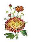 Flor de crisantemo, vendimia, clipart