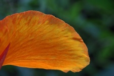 Vista de perto da pétala da flor canna