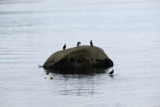 Corvos-marinhos em uma rocha