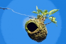 Cutout Image Of Weaver&039;s Nest