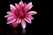 Dahlia, Flower, Black Background