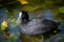 The Coot, Water Bird