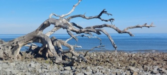 海滩上的浮木