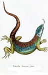Poster vintage lagarto lagarto