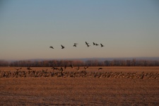Field full of Canadian Geese