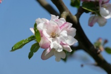 Květ jabloně