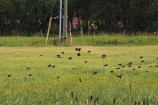 Bando de pássaros pretos