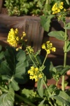 Flowers Of A Bolting Bok Choy Plant