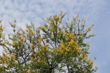 Fluffy Yellow Flowers On Thorn Tree
