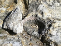 Fossil Imprint