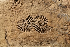Formes fossiles dans la pierre