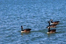 Čtyři kanadské husy na modrém jezeře