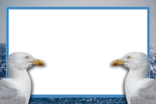 Seagull Frame