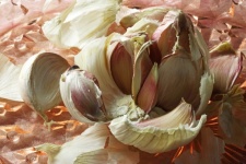 Garlic Head And Exposed Pink Cloves