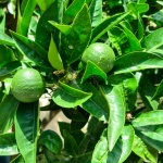 Growing limes