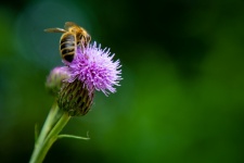 Mel de abelha