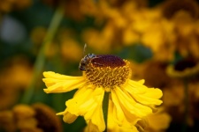Flor de abelha de mel