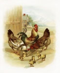 Kuřata vintage umění staré