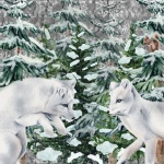 белые волки зима