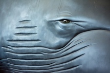 Whale Eye