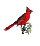 Cardinal pasăre vintage vechi