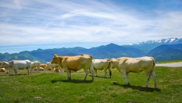 Vacas, paisaje de montaña