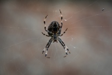 Aranha de jardim, aranha, inseto
