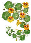 Nasturtium virágok
