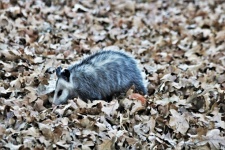 Opossum in bladeren