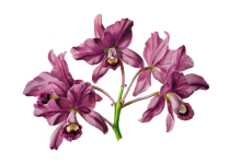 Orchid flower vintage clipart