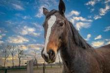 Cheval, cheval portrait animalier